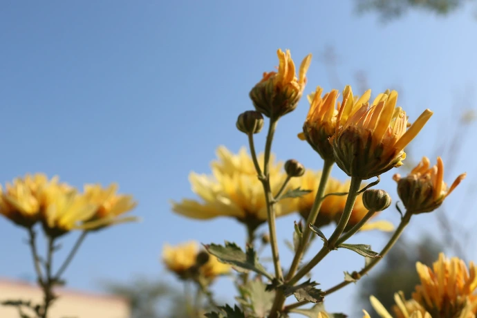 a close up of a plant